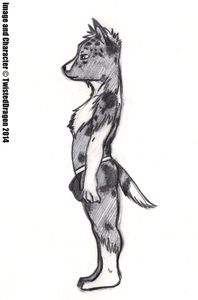Corgi Guy