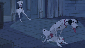 Pongo and Oddball