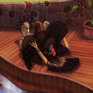 gay Birds