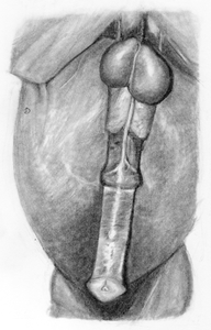 Horsecock.