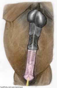 Virility 1