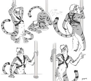 Sexy tiger
