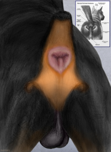 1324651_darkmare_turnheadbark_clean.png