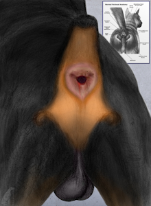 1542693_darkmare_barked5.png