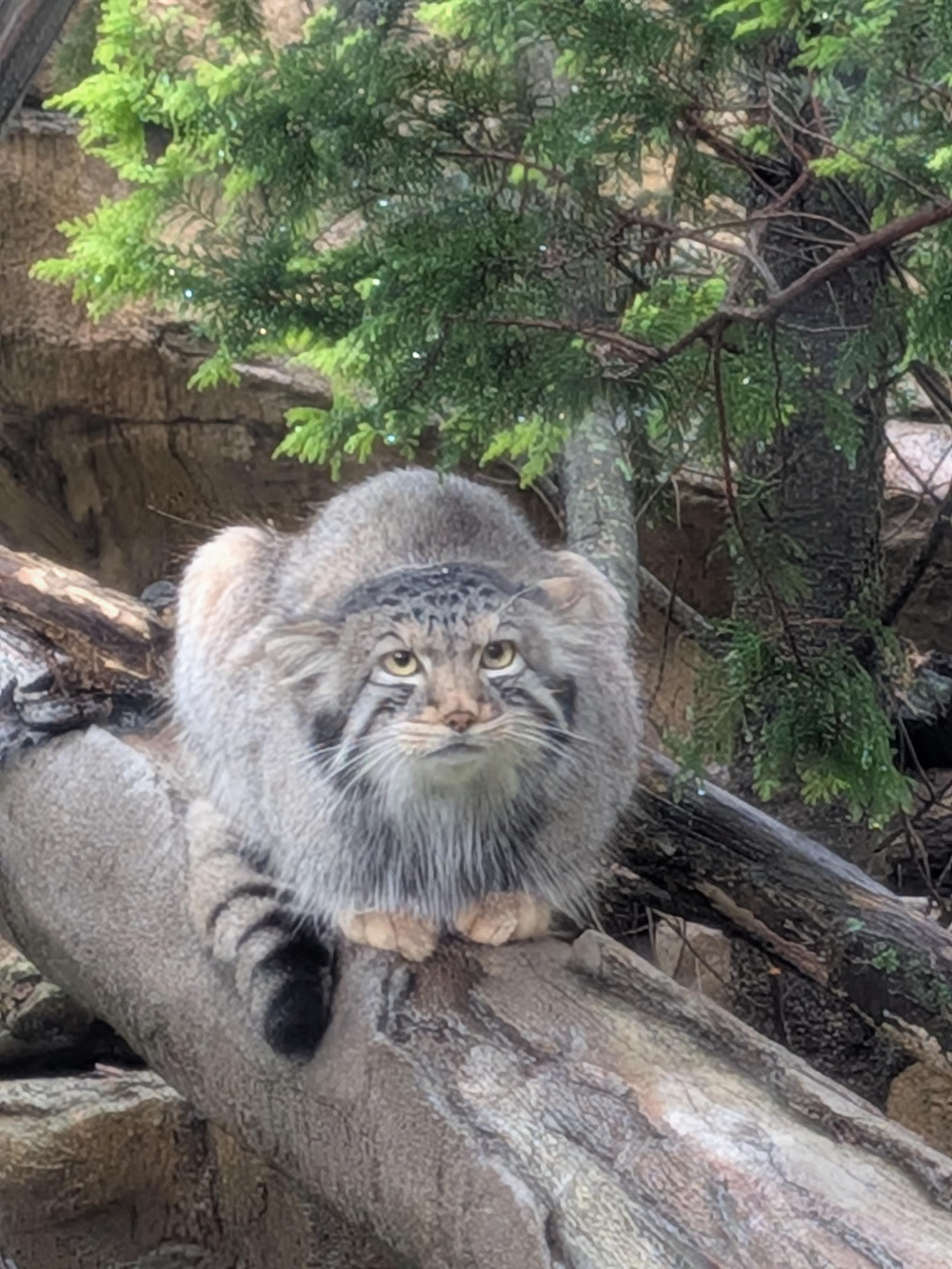 I finally got to see real Pallas's cats and shoebills in person! Nasu Animal ...