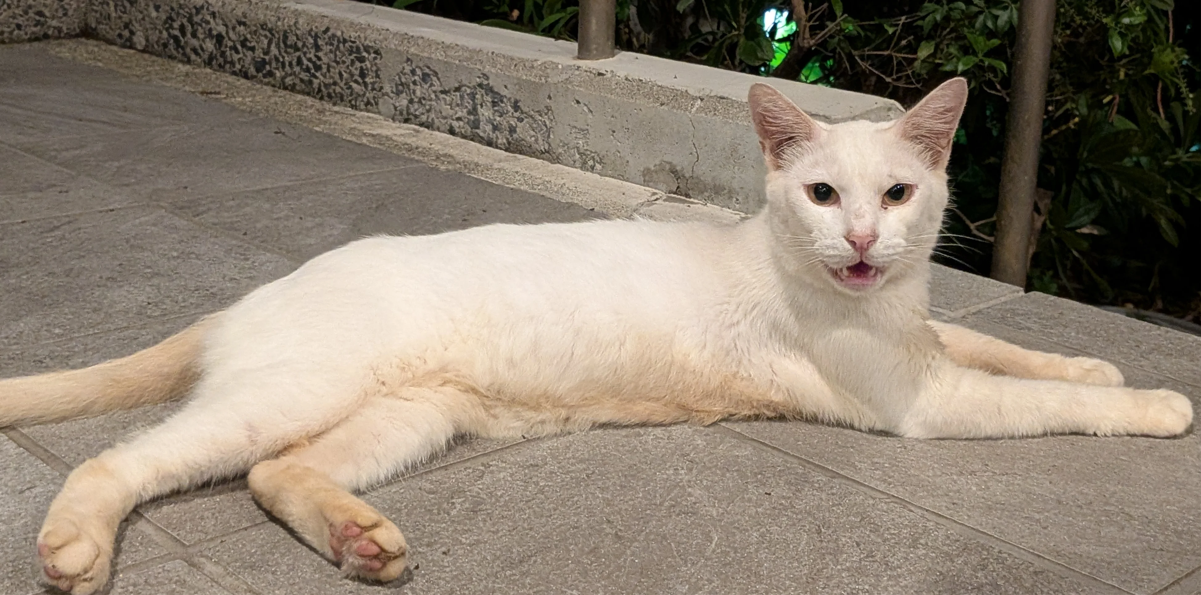 Saw a stray cat at the entrance of an onsen eating bugs that were swarming ar...