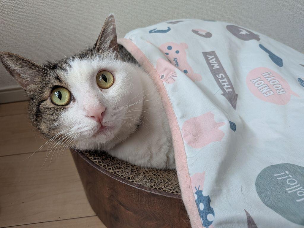 寒暖差に備えるねこ