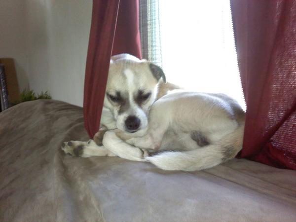 @simonebienne awwwwww him so cute lol I have three and they r my babies http:...