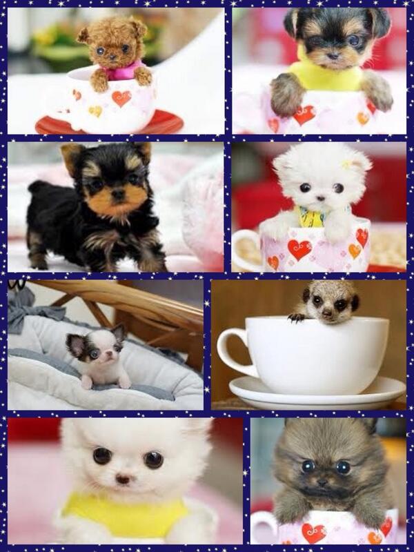 Awwwwww so cute want all of them. http://t.co/1FXajIiJgI http://t.co/xYmjVnSp9W